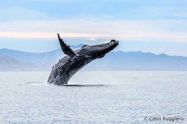 Whale Watching at Los Colibris Casitas