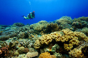 7 Day Tubbataha Reef Diving aboard M/Y Vasco - Philippines Liveaboards - Dive Discovery Philippines