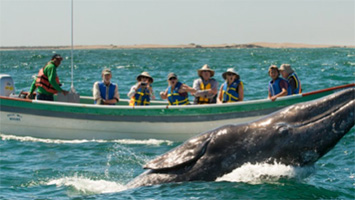 Whale Watching Tours, Magdalena Bay