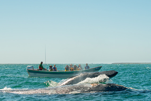 3/4 Day Magdalena Bay Whale Watching, Mexico - Dive Discovery