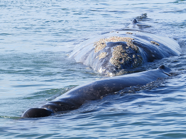 Gray whales - Magdalena Bay Whale Watching, Mexico - Dive Discovery