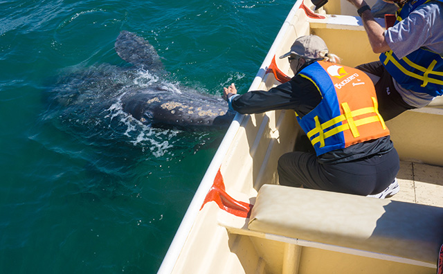 6 Day Non-Kayaking Whale Watching - Baja, Mexico