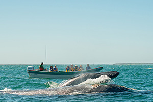 Non-Kayaking Whale Watching, 6 Days