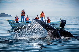 whale watching in Magdalena Bay