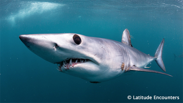 Mako and Blue Shark Expedition - Sea of Cortez, Mexico