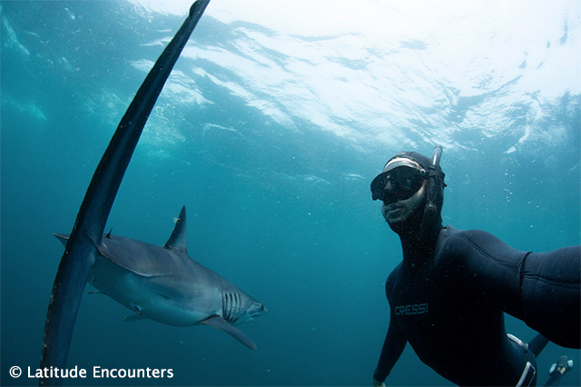 Snorkel with Mako Shark - Sea of Cortez, Mexico