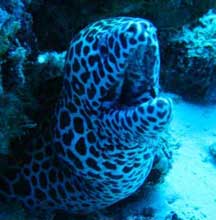 Maldives Diving  Nov 25-30 2009 Trip Report