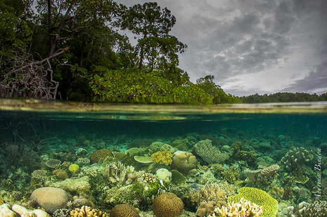 Mangroves at Gam