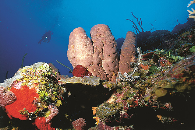 Maria la Gorda Underwater