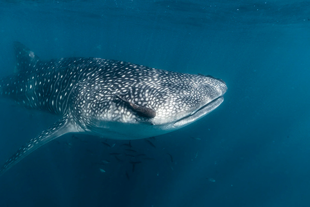 Mobula Rays - Marine Safari One Day Tour
