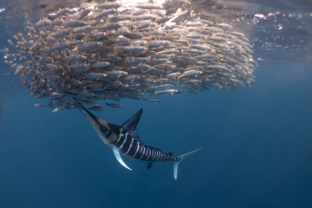Marlin Expedition in Baja California Sur, Mexico