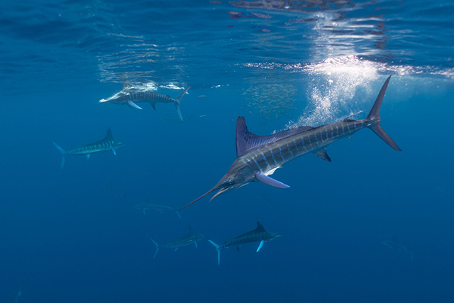 Marlins in Baja California Sur, Mexico