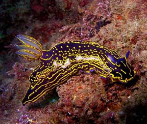 Unique Diving & Land Safari (8-day) - Mediterranean and Red Sea Diving