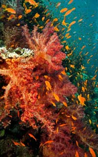 Unique Diving & Land Safari (8-day) - Mediterranean and Red Sea Diving