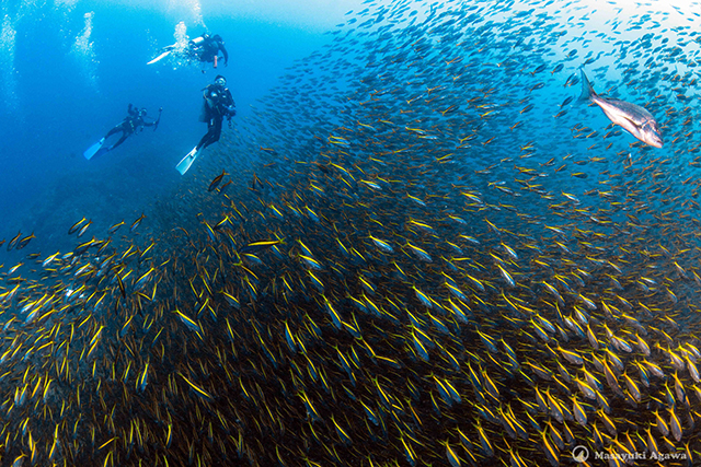 Diving at Mikomoto Hammers