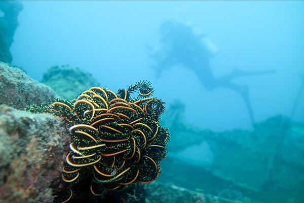 Diver above wreckage & feather stars at Million Dollar Point.