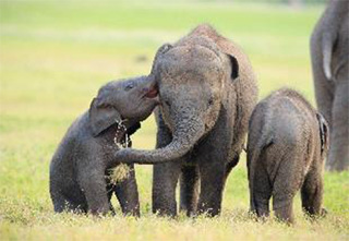 Minneriya National Park