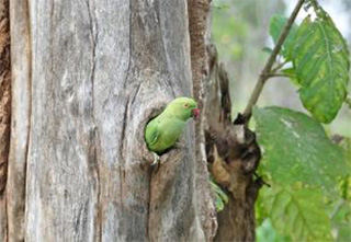 Minneriya National Park