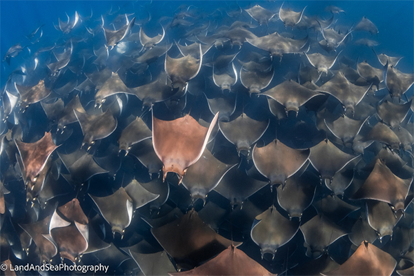 Mobula Rays