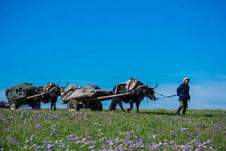 Mongolian man - Mongolia, July 14-August 1 2021 Group Trip