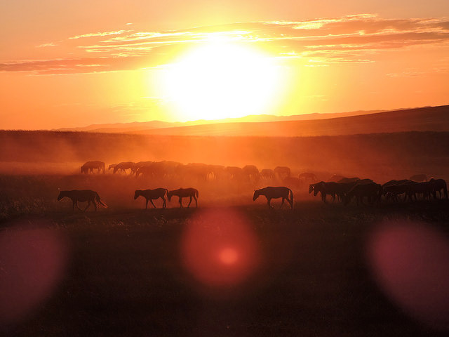 Takhi horses