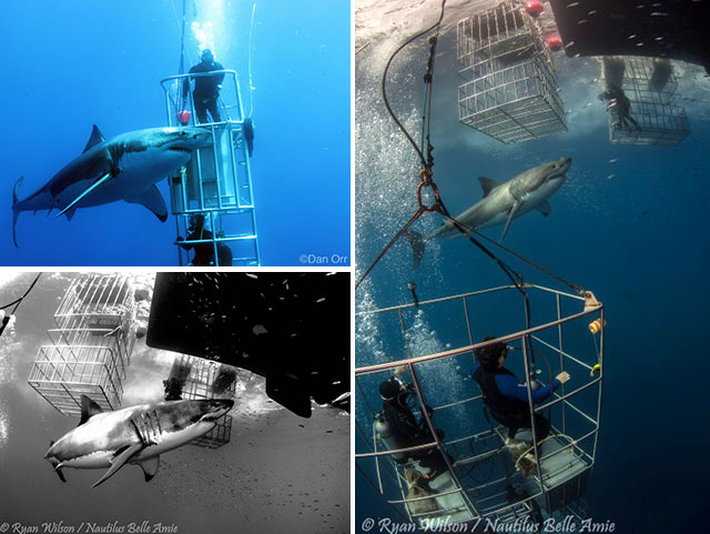 Nautilus Belle Amie - Mexico Liveaboards - Dive Discovery Mexico