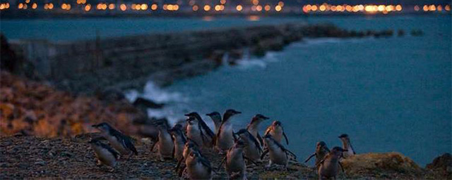 Oamaru Little Blue Penguin Colony