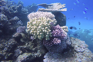 Diving - Oneta Resort - Fiji Dive Resorts