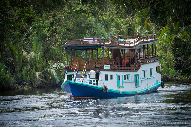Seikonyer River, Tanjung Puting National Park - Orangutan River Cruise in Kalimantan, 4 Days / 3 Nights - Indonesia Land Tour