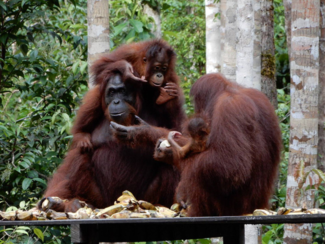 Orangutan feeding - Orangutan River Cruise in Kalimantan, 4 Days / 3 Nights - Indonesia Land Tour