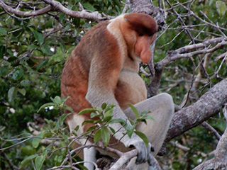 Proboscis Monkey - Orangutan River Cruise in Kalimantan, 4 Days / 3 Nights - Indonesia Land Tour