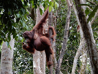 Orangutan feeding - Orangutan River Cruise in Kalimantan, 4 Days / 3 Nights - Indonesia Land Tour