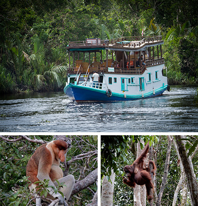Orangutan River Cruise in Kalimantan, 4 Days / 3 Nights - Indonesia Land Tours - Dive Discovery Indonesia