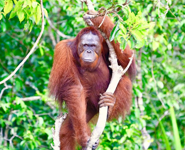 Orangutan in Sebangau National Park