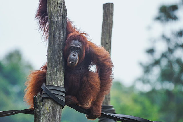 Orangutan - Orangutan Tour Kalimantan, 3 Days / 2 Nights - Indonesia Land Tour