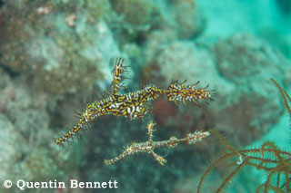 PNG Trip Report: MV FeBrina liveaboard diving, South Coast from Rabaul on the Island of New Britain, PNG.  March 20-30 2013