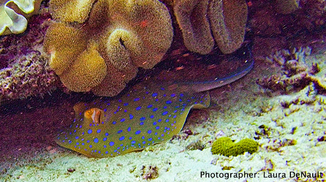 Eagle ray, Photographer:Laura DeNault - Milne Bay, Papua Niugini, March 10 - 20 2020 Trip Report