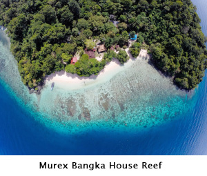 Murex Bangka House Reef