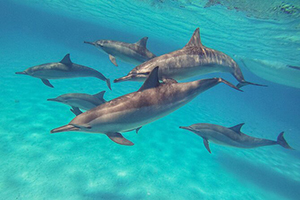Pelagic Trail, Big Fish, Hammerheads & Dolphins - Red Sea - Dive Discovery