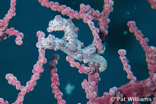 Pigmy seahorse - phographed by Pat Williams