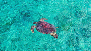 Hawksbill turtle - Poivre Atoll