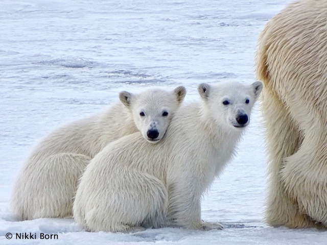 Polar bears