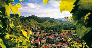 Prosecco vineyards