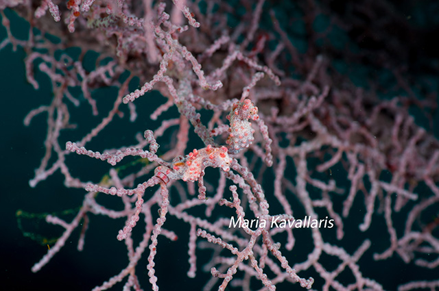 Pygmy seahorse photo by Maria Kavallaris