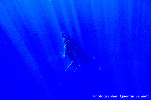 Humpback whales - Mom and her calf