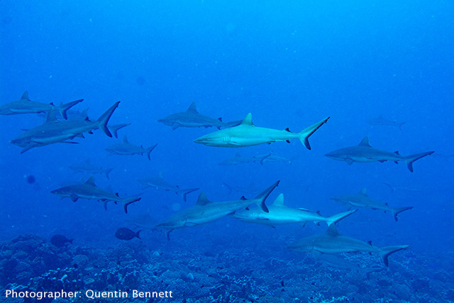 Wall of shark in Fakarava, French Polynesia