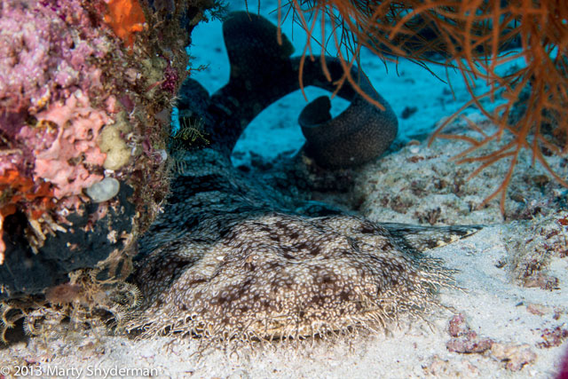 Full Raja Ampat Itinerary on Damai I - September 15-26 2015 Group Trip - Dive Discovery