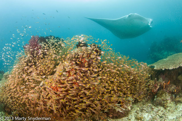 Full Raja Ampat Itinerary on Damai I - September 15-26 2015 Group Trip - Dive Discovery