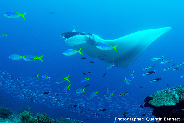 Raja Ampat underwater Photo by Quentin Bennett