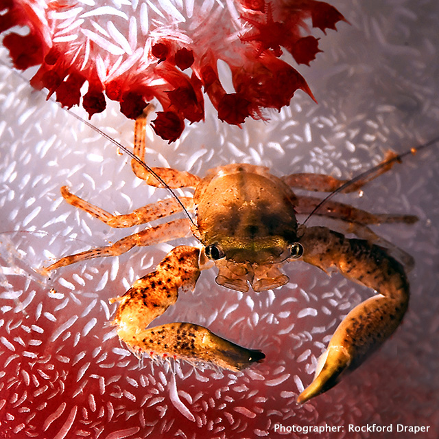 Raja Ampat underwater Photo by Rockford Draper